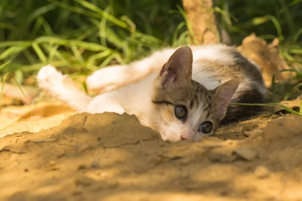 Güzel bebek kedi oynama ve kameraya poz.