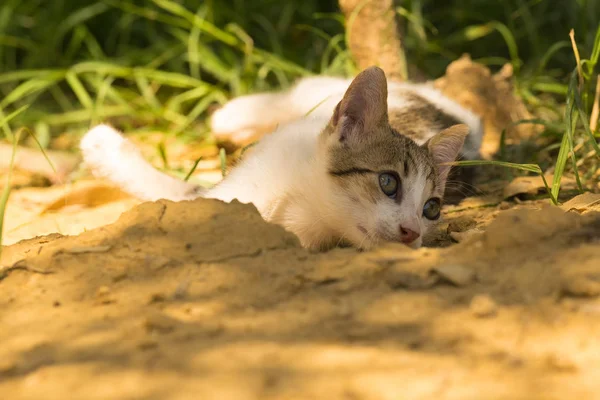 Kameraya poz oynak bebek kedi.