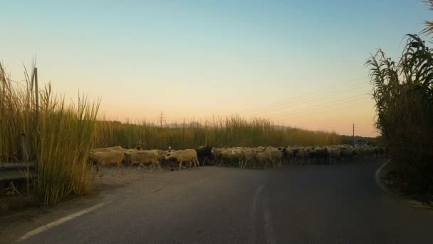 Troupeau de moutons envahissant la route alors que le soleil se couche sur un beau fond . — Video