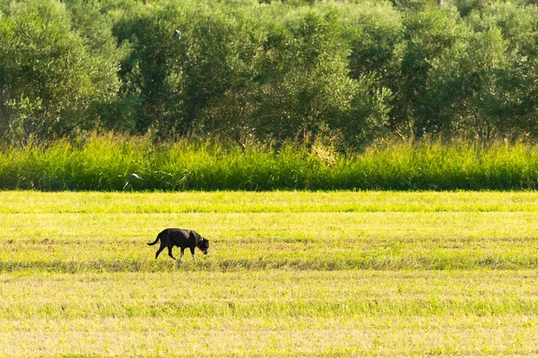Самотній пес на фермі. Буколічні пейзажі . — стокове фото