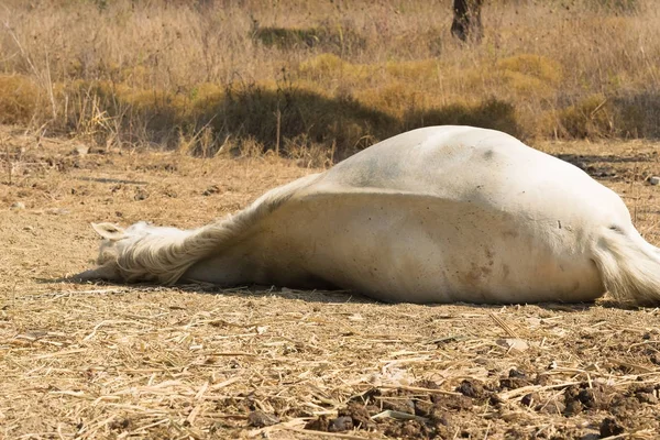 Dead white horse on the ground. — Stock Photo, Image