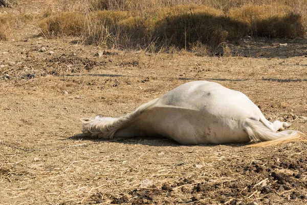 Dead horse on the ground out of heat and lack of water. — Stock Photo, Image
