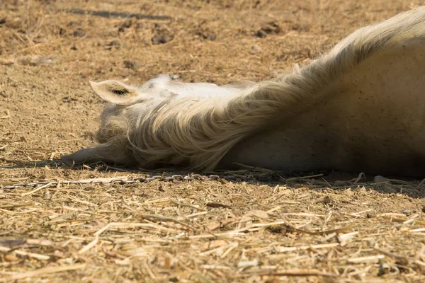 Horse dead on the ground out of heat and lack of water. Close up view on horses back. — Stock Photo, Image