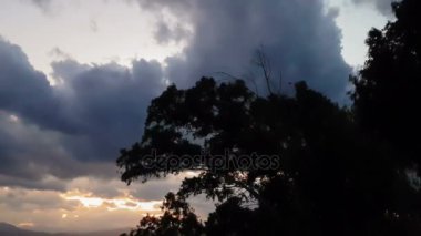 Dramatik gökyüzü karşı bir ağaç üzerinde uçan kuşlar. Korkunç bir sahne.