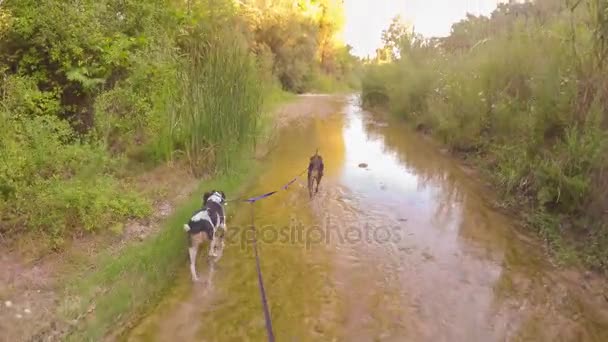 Walking with two hunt dogs at the river of Alfeios in Greece. A walk in the nature. — Stock Video