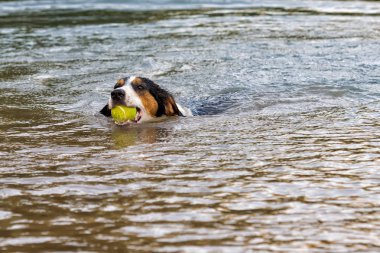 Mutlu köpek Alfeios nehir Yunanistan bir baloda alma.