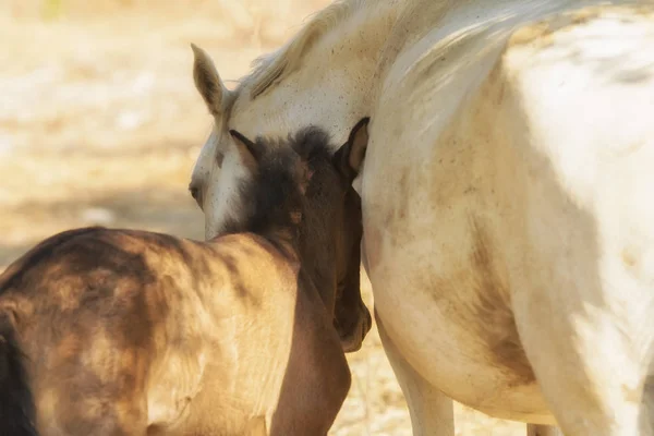 Kärleken Till Mor Och Barn Häst Vacker Stund — Stockfoto
