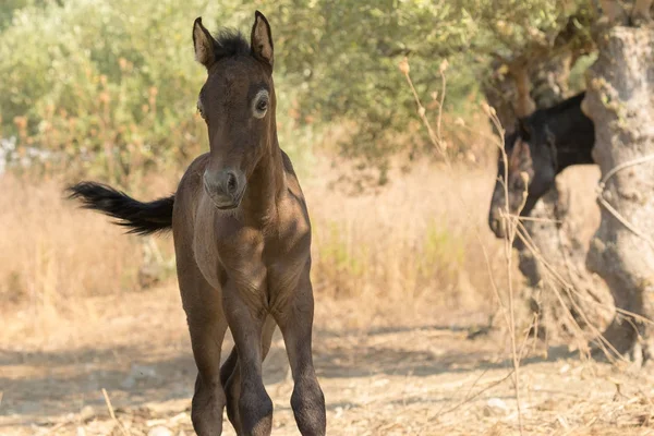 Brown Baby Horse Portrait Close Out Nature — Stock Photo, Image