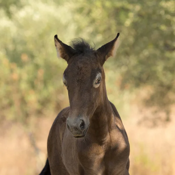 Brown Baby Horse Portrait Close — Stock Photo, Image