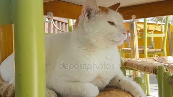 Bir Sandalye Üzerinde Büyük Beyaz Kedi — Stok video