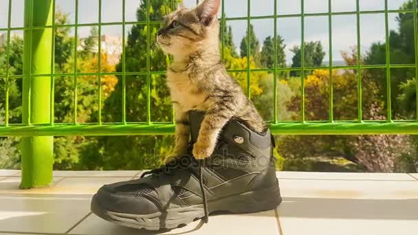 滑稽的小猫在鞋子里面 — 图库视频影像