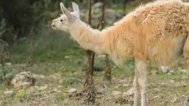  Lama mangeant de l'herbe sur un champ . 