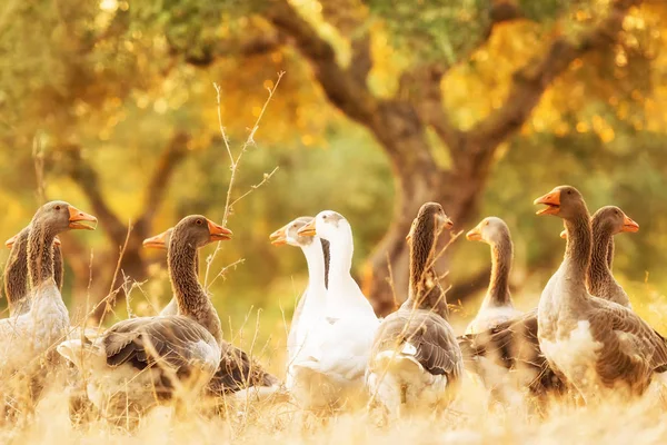Muitos Patos Floresta Momento Lindo — Fotografia de Stock