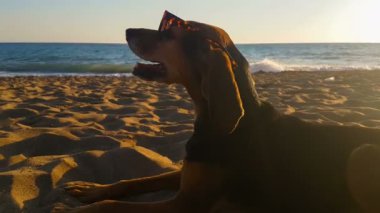 Mutlu köpek plajda güneş gözlüğü takıyor. Şirin bir an.