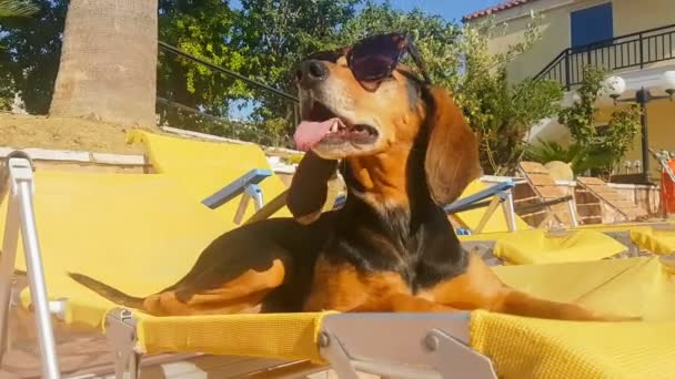 Hond Dragen Van Een Zonnebril Slenterden Chaises Bij Het Zwembad — Stockvideo