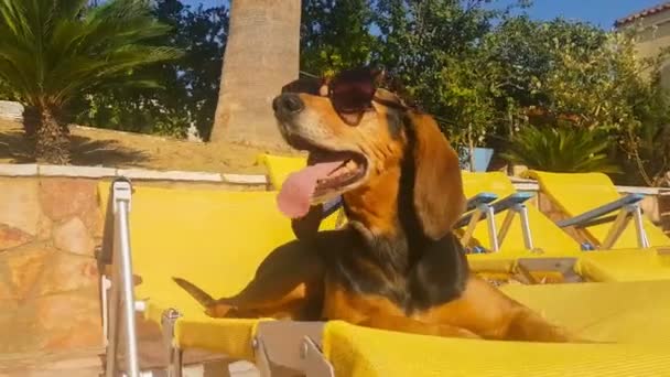 Χαριτωμένο Σκυλί Κάθεται Μια Ξαπλώστρα Φορώντας Γυαλιά Ηλίου Λίγο Καλοκαίρι — Αρχείο Βίντεο