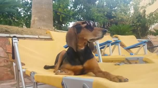 Cool Σκυλί Κάθεται Ένα Μόνιππο Longue Εναντίον Πισίνα Χαλάρωσης Φορώντας — Αρχείο Βίντεο