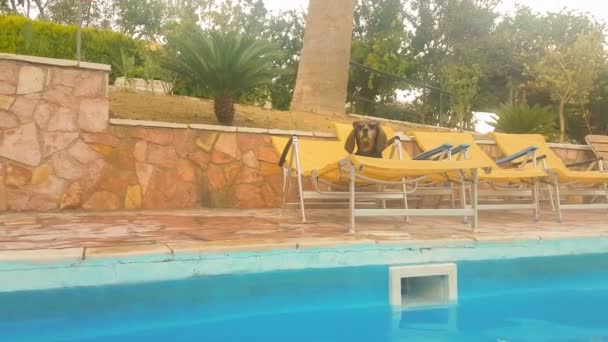 Chien Assis Sur Une Chaise Longue Contre Une Piscine Relaxante — Video