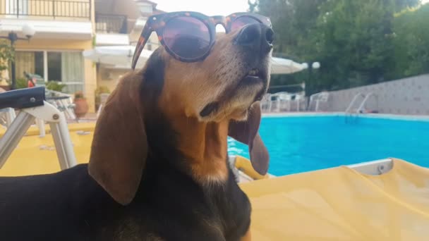 Engraçado Próximo Retrato Cão Caça Usando Óculos Sol Sentado Chaise — Vídeo de Stock