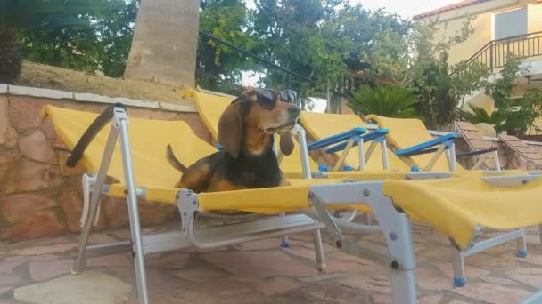 Divertido Perro Caza Una Chaise Longue Con Gafas Sol Momento — Vídeos de Stock