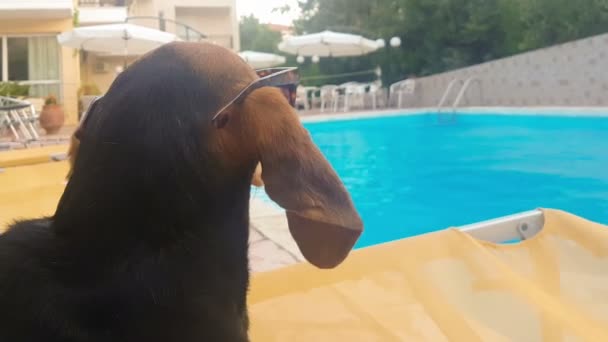 Cane Con Lunghe Orecchie Che Indossano Occhiali Sole Guardando Piscina — Video Stock