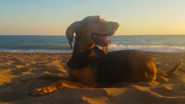 Porträtt Söt Hund Mot Havet Vid Solnedgången — Stockvideo