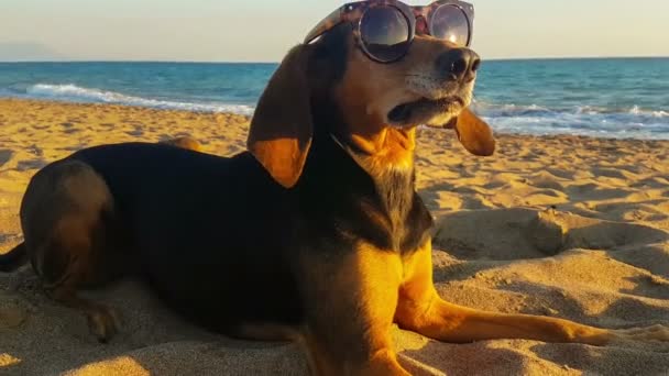 Vicces portréja egy kutya, egy buta pillantást a tenger ellen napszemüveget visel.