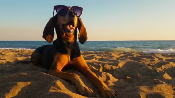 Красивый Портрет Охотничьей Собаки Солнечных Очках Пляже Против Заката — стоковое видео