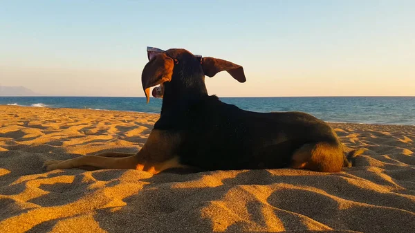 Pes Portrét Pohledu Pláži Zatímco Vítr Fouká Roztomilé Chvíle Odpočinku — Stock fotografie