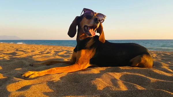 Krásný Portrét Psa Hunt Nosí Sluneční Brýle Pláži Před Západem — Stock fotografie