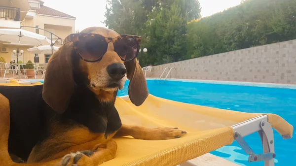 Köpek giyen güneş gözlüğü rahatlatıcı bir şezlong üzerinde oturuyor. Güzel yaz biraz.