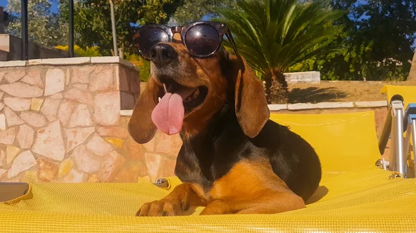 Havuzun Karşı Güneş Gözlüğü Takmış Uzun Kulaklı Köpek — Stok fotoğraf