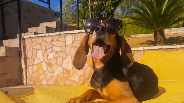 Στενή Πορτρέτο Του Ένα Κυνήγι Σκυλί Φορώντας Γυαλιά Ηλίου Καθισμένος — Φωτογραφία Αρχείου
