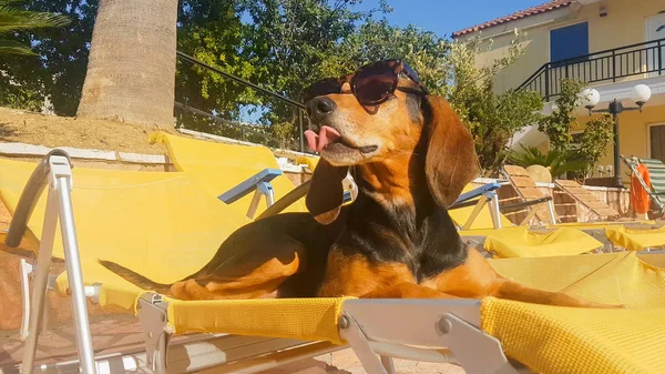 Komik Köpek Yaz Biraz Güneş Gözlüğü Takıyor Bir Şezlong Üzerine — Stok fotoğraf