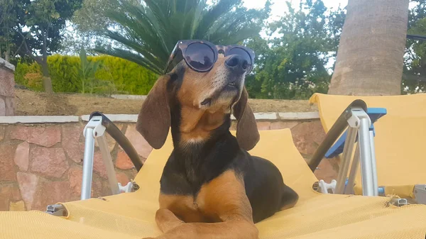 Σκυλί Ένα Μόνιππο Καιρό Φορώντας Γυαλιά Ηλίου Στιγμές Χαλάρωσης — Φωτογραφία Αρχείου