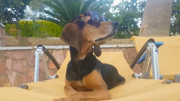 Καλοκαίρι Σκυλί Για Μια Ξαπλωτή Πολυθρόνα Φορώντας Γυαλιά Ηλίου Για — Φωτογραφία Αρχείου