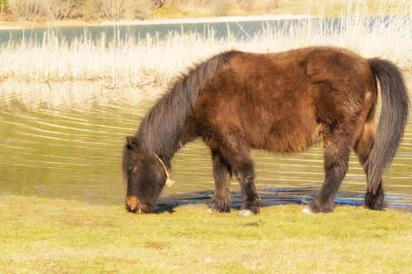 Pony Horse Out Nature Lake Doxa Greece Eating — Stock Photo, Image