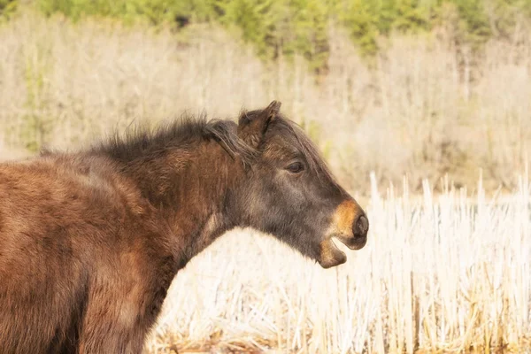 Pony Horse Close Out Nature — Stock Photo, Image