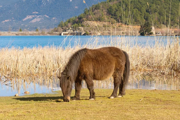 Pony Horse Out Nature Eating — Stock Photo, Image