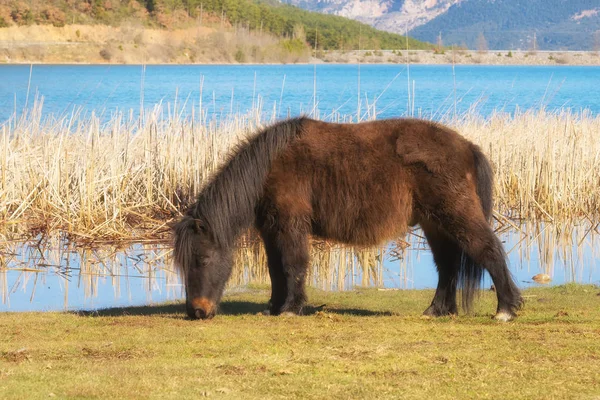 Pony Horse Eating Grass Doxa Lake Greece — Stock Photo, Image