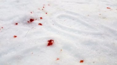 Yaralı bir hayvan üzerinden karda kan lekesi.