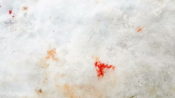 雪の上負傷した動物の血液トレース — ストック動画
