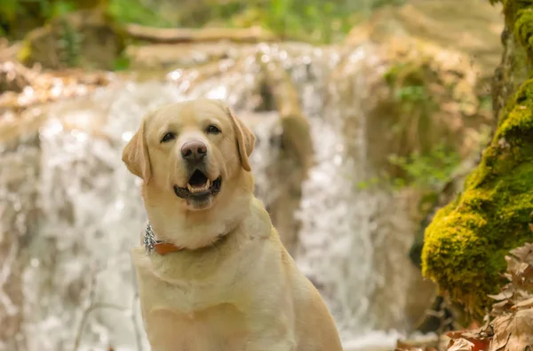 Labrador dog portrait against a waterfall.