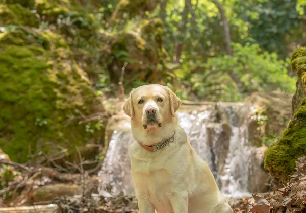 Labrador dog sitting in front of a waterfall.