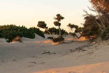 Elafonisos 'taki Simos plajı. Ünlü bir turistik yer..
