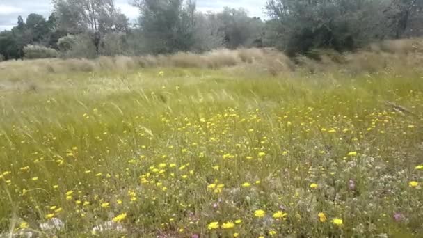 春天的时候 大草原上刮起大风 — 图库视频影像