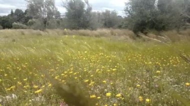 Baharda çayırda güçlü rüzgar.