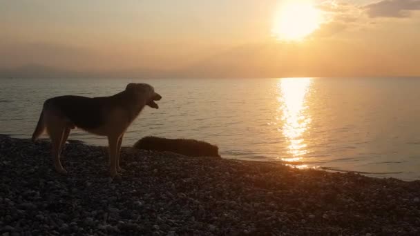 日没時にビーチで遊ぶ犬 穏やかな瞬間だ — ストック動画