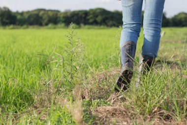 Kadın ricefield 'da yürüyor.