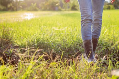 Kadın ricefield 'da yürüyor.